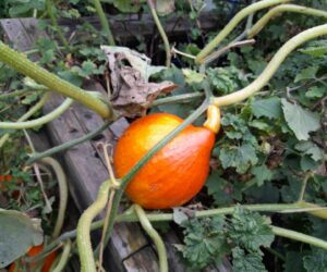 Kürbisbild Kürbisbild