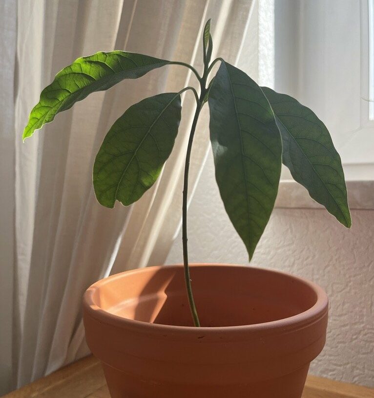 Avocadobaum züchten und einpflanzen