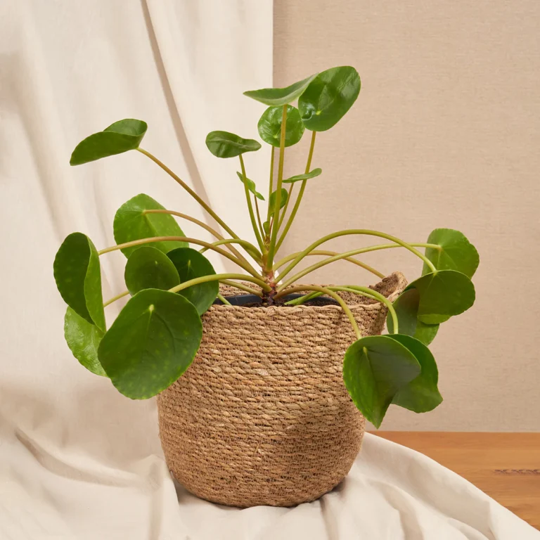 5 Zimmerpflanzen, die dein Zuhause verschönern – die Herkunft und wie du sie richtig pflegst